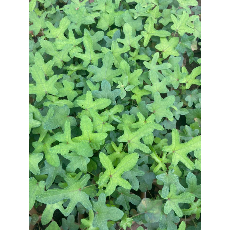 Combo 10cây giống sâm bố chính