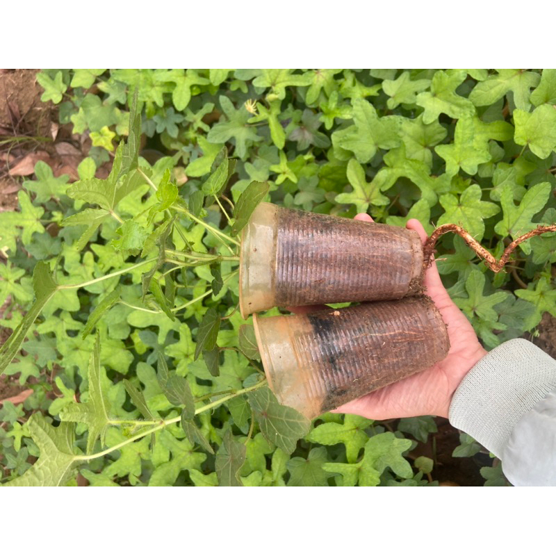 Combo 10cây giống sâm bố chính