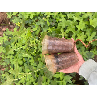 Combo 10cây giống sâm bố chính