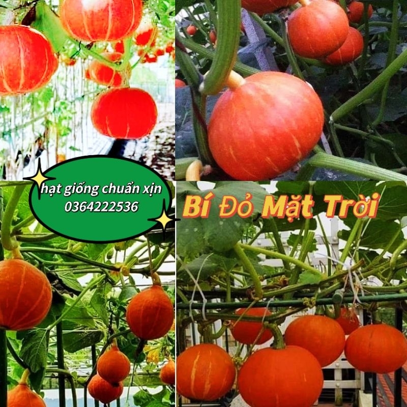 Hạt Giống Bí Đỏ Mặt Trời Nhật 💞 Dẻo Ngon 💖 hàng nhập khẩu Xịn Xò F1