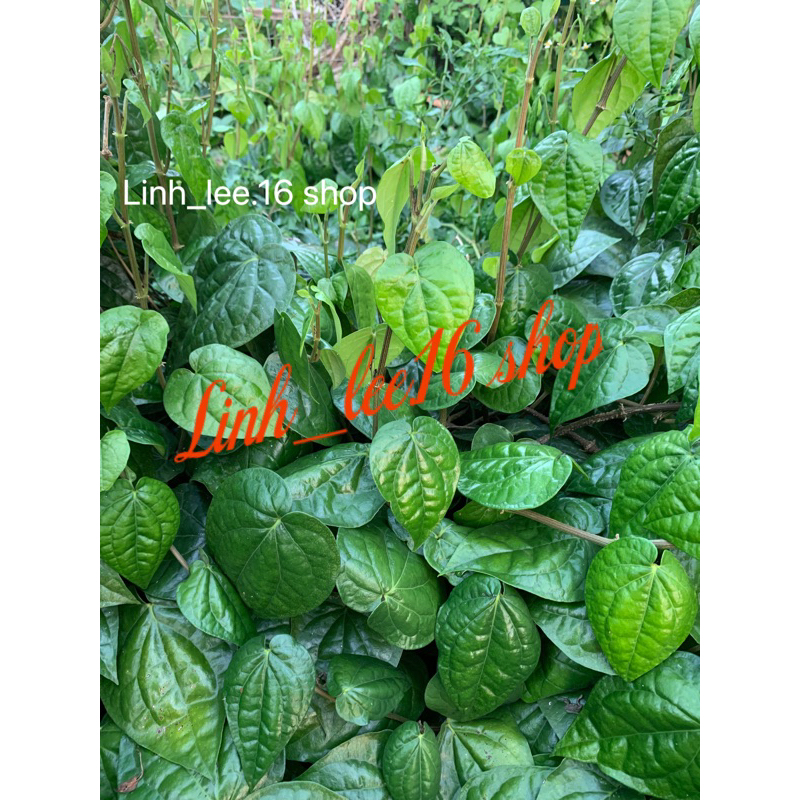 5 tặng 2/Lá Trầu Quế Tươi 100% đặt hàng mới hái ( trầu quế lá nhỏ , dày)