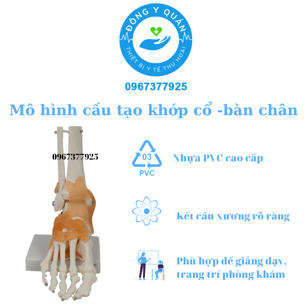 Mô hình cấu tạo khớp cổ chân - bàn chân và dây chằng Chất liệu nhựa PVC cao cấp