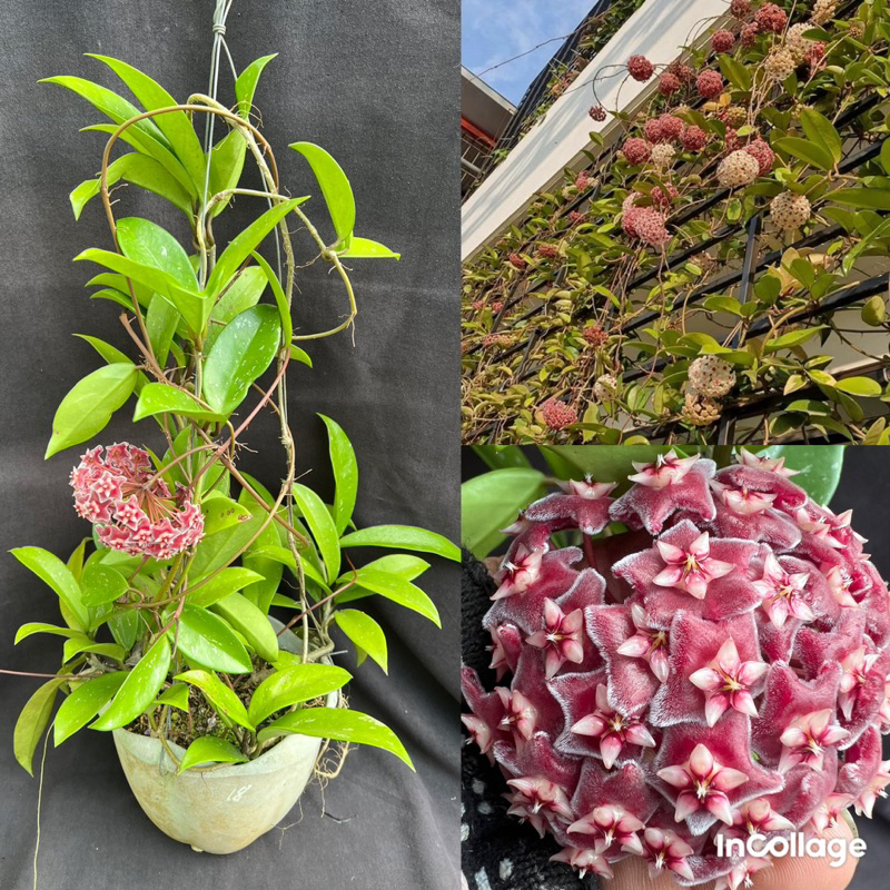 Hoa Cẩm cù - hoya Pubicalyx pink silver thân leo, hoa rất thơm, sai hoa và ra hoa quanh năm, rất dễ trồng