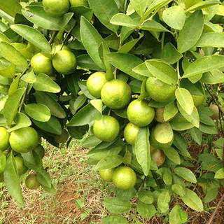 Chanh đào chuẩn giống 🌷🍋ĐƠN HÀNG 200K TẶNG 1 CÂY GIỐNG CÙNG LOẠI 🌷🍋 Số lượng có hạn