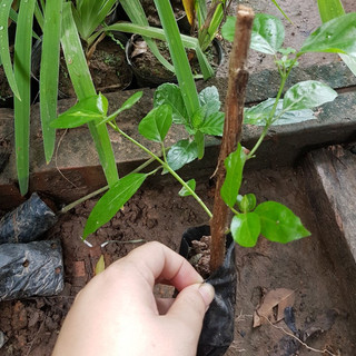 Cây giống vọng cách chuẩn🌻🍀 Mua 1 Tặng 1🌻🍀 Giao hàng toàn quốc