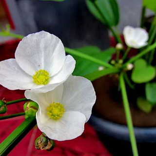 2 cây giống bách thủy tiên ❣️❣️MUA 2 TẶNG 1 ❣️❣️Số lượng có hạn