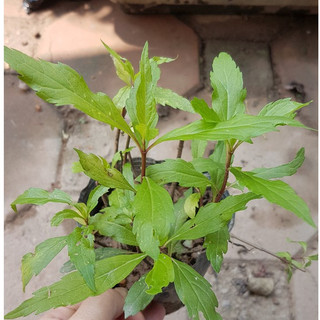 1 khóm mần tưới đuổi bọ chét hiệu quả🌷🌷1 BẦU 5 - 6 CÂY 🌷🌷 Số lượng có hạn