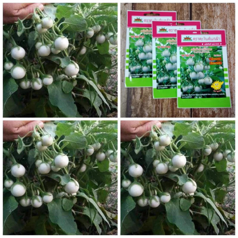 Hạt giống cà pháo chùm trắng Thái Lan