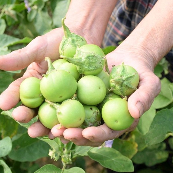 Trên 200 Hạt giống cà pháo xanh cao sản