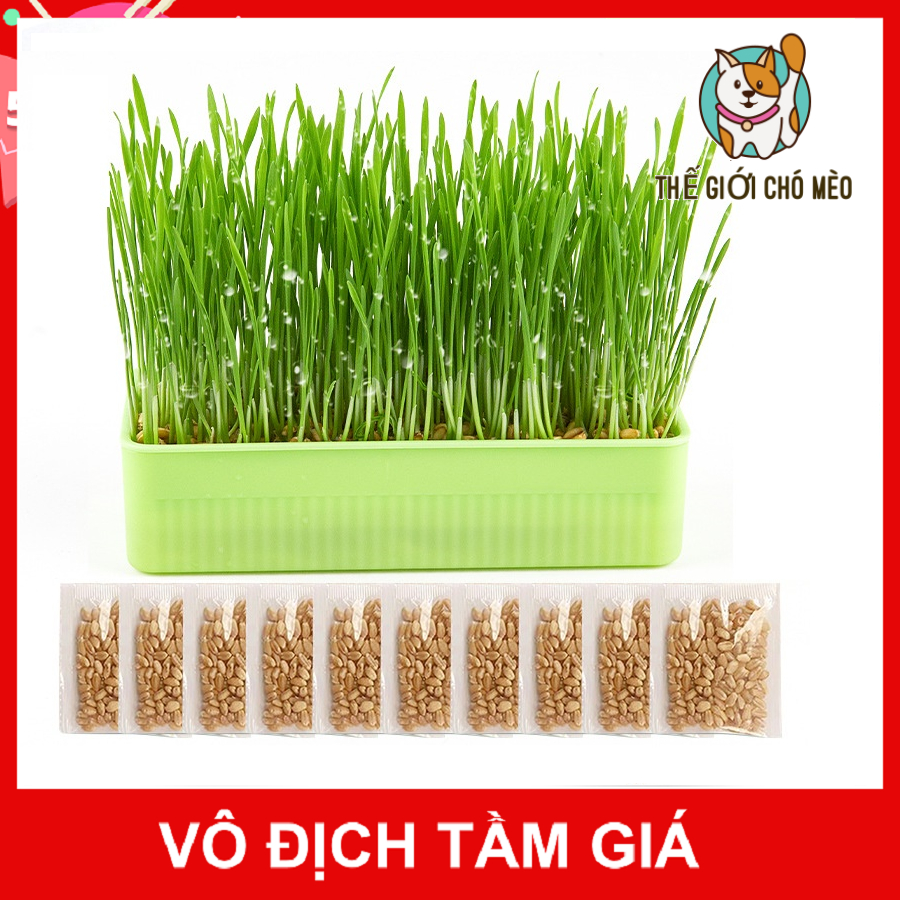 Hạt giống cỏ lúa mì lúa mạch 10gr giành cho thú cưng mèo hamter phòng ngừa các bệnh từ miệng