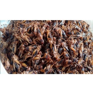 Dế sấy khô 30g cho hamster, nhím, sóc, gà, cá, ếch, chuột, chim..