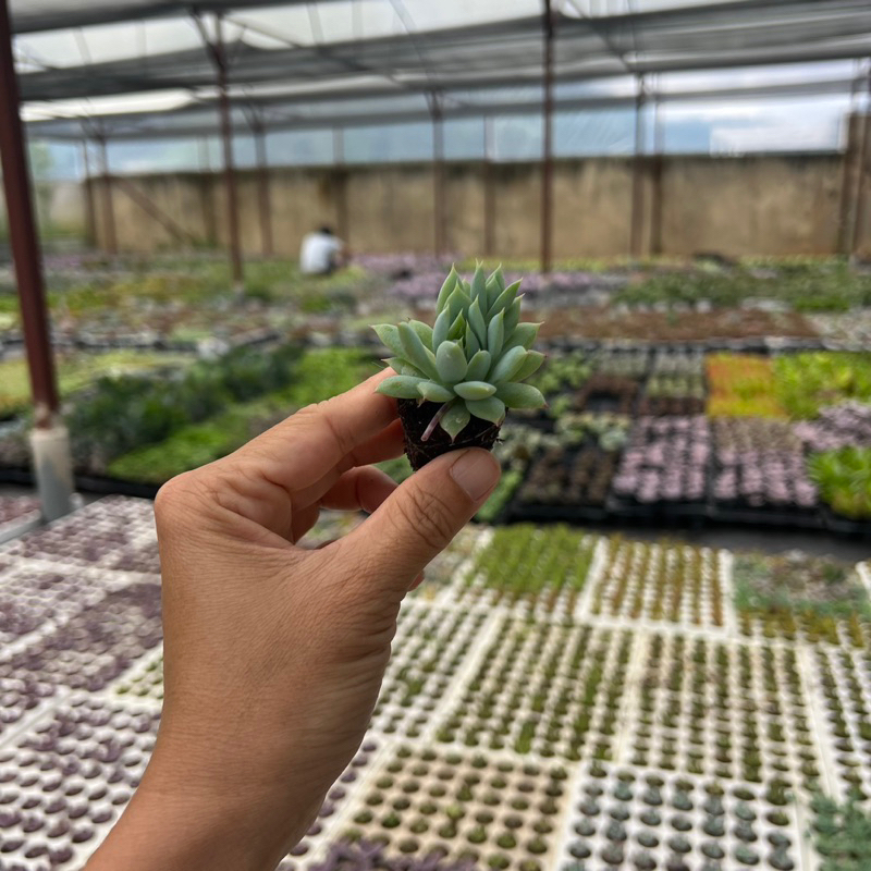 Sen đá Dù kim Graptopetalum macdougallii size mini 2-2,5cm, cây cảnh trang trí nhà cửa THUANPHAT GARDEN