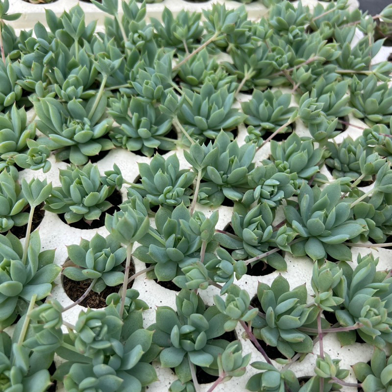 Sen đá Dù kim Graptopetalum macdougallii size mini 2-2,5cm, cây cảnh trang trí nhà cửa THUANPHAT GARDEN