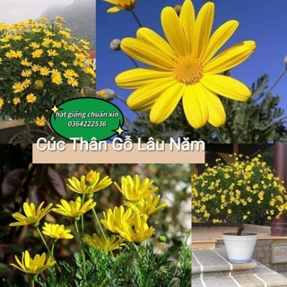 100 hạt giống hoa cúc thân gỗ lâu năm chất lượng cao 💥SALE LỚN💥 chất lượng cao