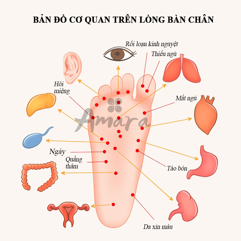 Bàn Lăn Chân Gỗ Massage Bấm Huyệt Lưu Thông Khí Huyết_BLG