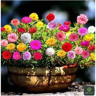 1000 Hạt Giống Hoa Mười Giờ Mỹ NHIÊU MÀU, Cực Xinh Dễ Trồng