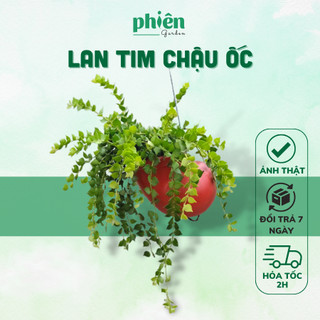 Cây Lan Tim Xanh Kèm Chậu Ốc Treo, Cây Lan Lá Tim Million Hearts