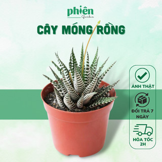 Cây Sen Đá Móng Rồng Mini, Sen Đá Móng Rồng Chậu Đất Nung