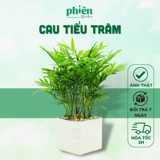 Cây Cau Tiểu Trâm Để Bàn Tốt Phong Thủy Kèm Chậu Gốm