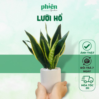 Cây Lưỡi Hổ Sọc Vàng Phong Thủy Để Bàn Kèm Chậu Gốm Tráng Men