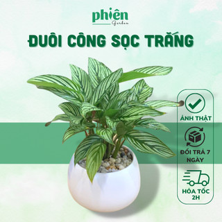 Cây Đuôi Công Xanh Sọc Trắng Calathea Vittata Để Bàn Dễ Chăm Kèm Chậu Gốm