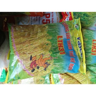 Giống lúa nếp