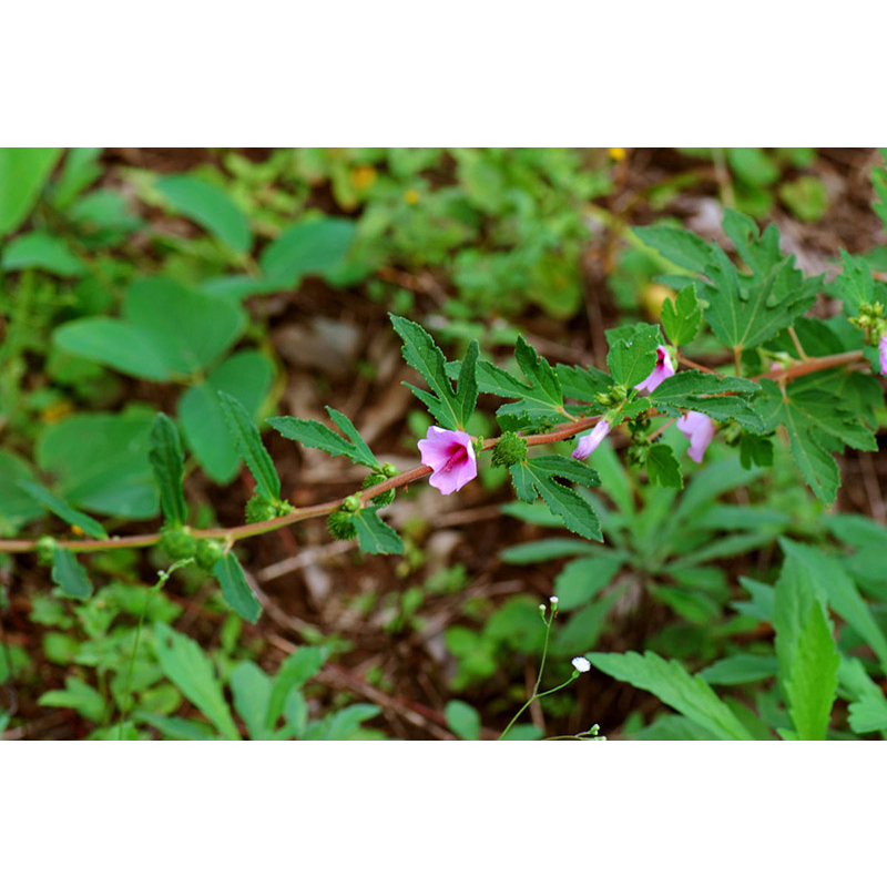 1Kg Cây ké hoa đào nhà làm phơi tay sạch sẽ, thơm