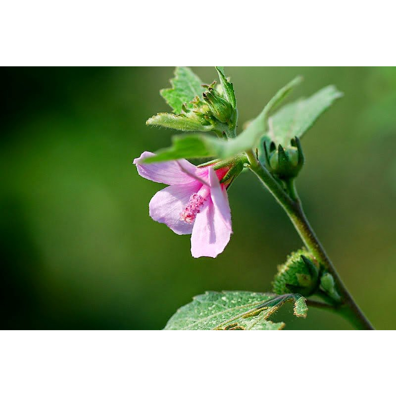 1Kg Cây ké hoa đào nhà làm phơi tay sạch sẽ, thơm