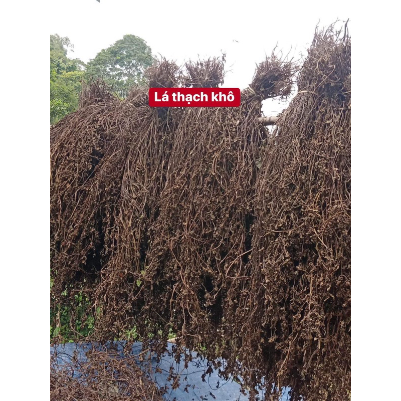 Bột làm thạch đen đặc sản Cao Bằng