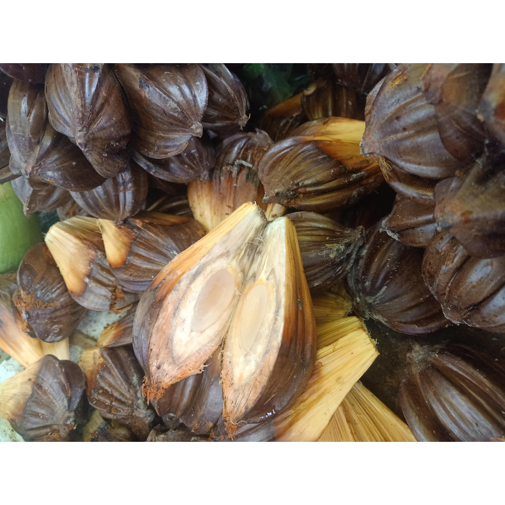 Dừa nước dừa lá Nypa fruitcans nguyên buồng