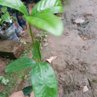 💙Cây dành hoa đơn - Cây khỏe trong bầu