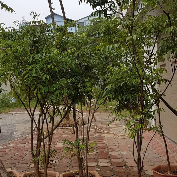 Cây mắc mật - Cao hơn m đã cho thu hoạch