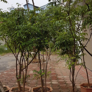 Cây mắc mật - Cao hơn m đã cho thu hoạch