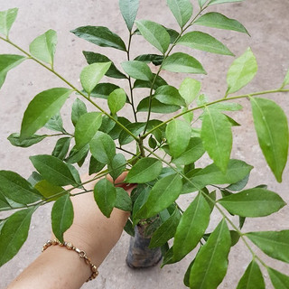 Cây mắc mật - Cao hơn m đã cho thu hoạch