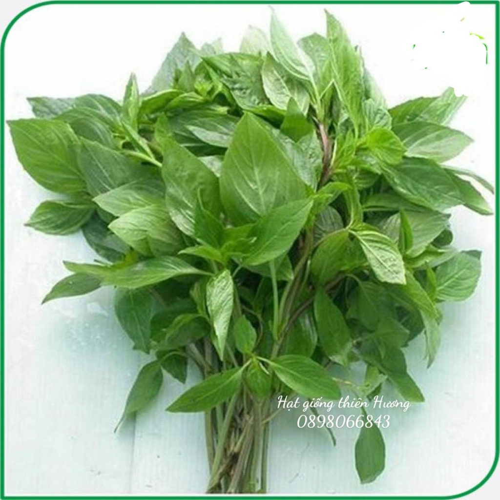Hạt giống Húng Quế Lá To thu hoạch nhiều lần, trồng quanh năm - Hạt giống Sen Vàng