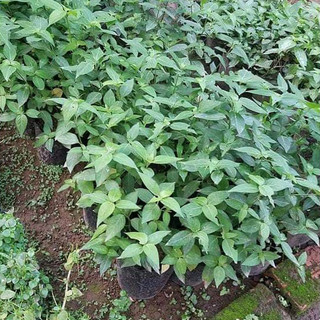 Cây giống lá Cẩm tạo màu thực phẩm - MUA 1 TẶNG 1