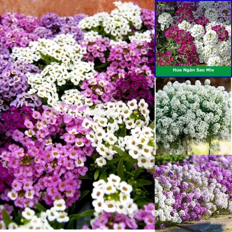 50 hạt giống hoa hương tuyết cầu, ngàn sao siêu dễ thương 💥SALE LỚN💥 chất lượng cao