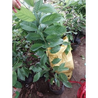Na sầu riêng