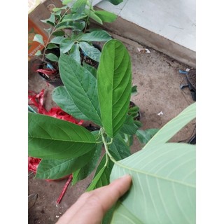 Na sầu riêng