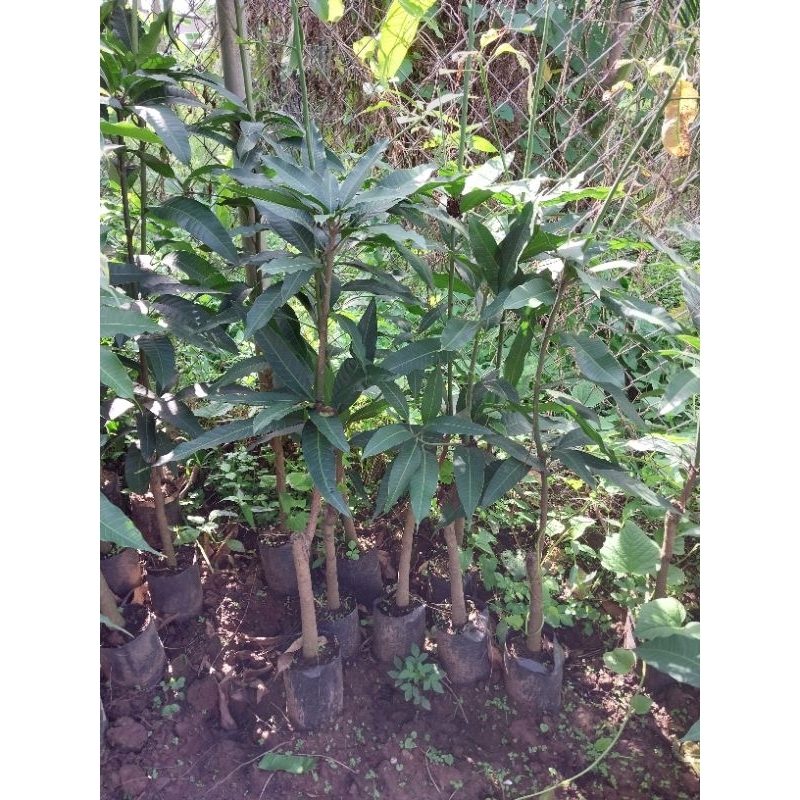 Cây giống xoài thái