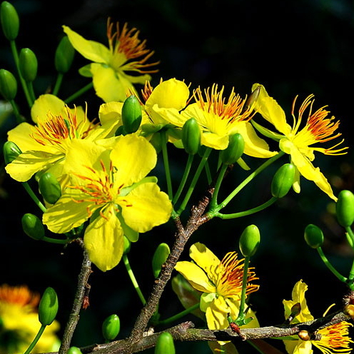 Flower-95 0.3SL, Phân Bón Flower 95 giúp Kích rễ, đâm chồi, tăng đậu bông, đậu trái