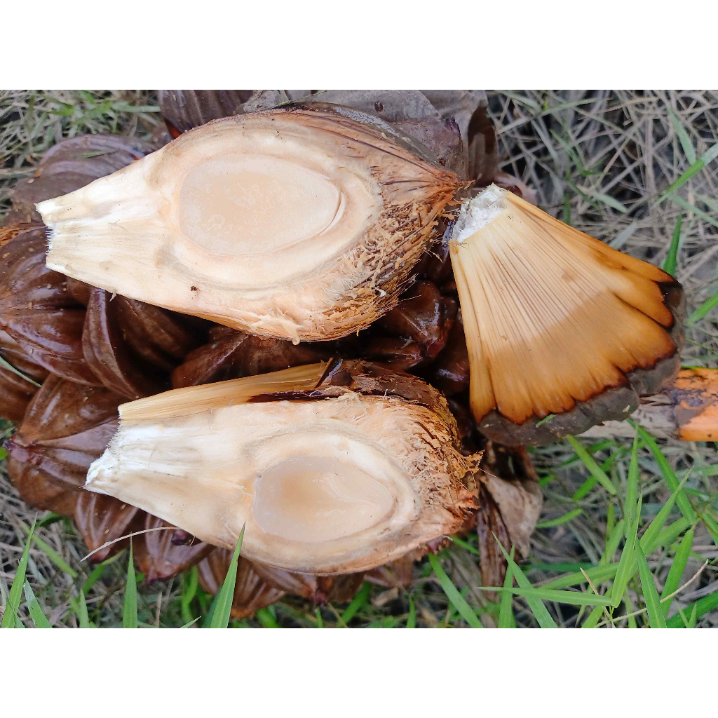 Dừa nước dừa lá Nypa fruitcans nguyên buồng