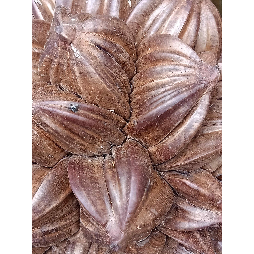 Dừa nước dừa lá Nypa fruitcans nguyên buồng