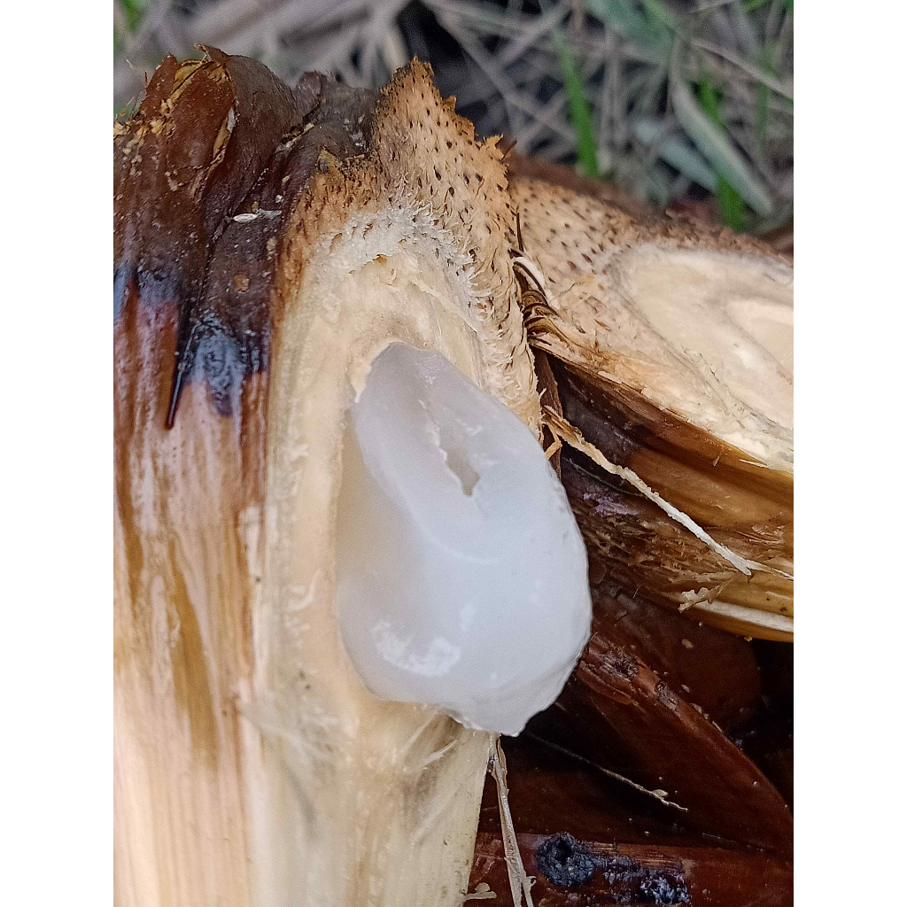 Dừa nước dừa lá Nypa fruitcans nguyên buồng