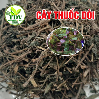 1kg cây thuốc dòi khô giúp thanh nhiệt, trừ ho, giảm đau họng - hàng công ty thảo dược việt