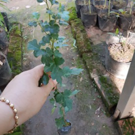 Cây giống táo mèo - MUA 1 TẶNG 1