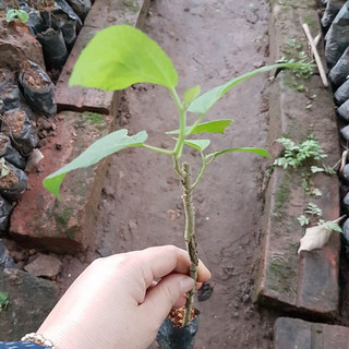 Cây giống an xoa hoa tím️ chuẩn giống