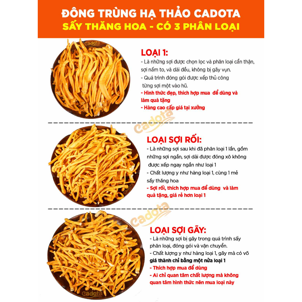 Đông Trùng Hạ Thảo Sấy Thăng Hoa CADOTA, Hũ 100g, Bán Lẻ Giá Sỉ Cho Đại Lý Nhập Thử Test Chất Lượng