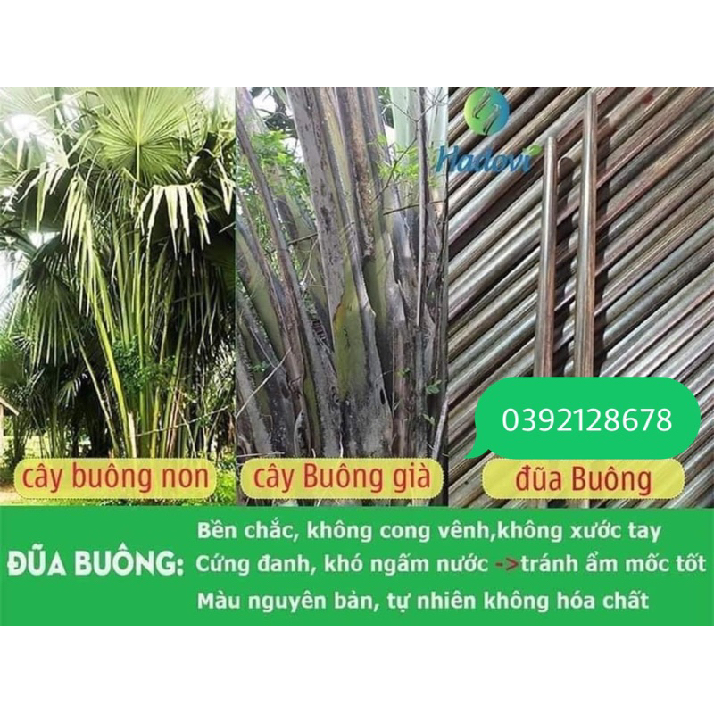 Đũa Buông Rừng
