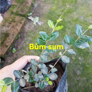 Bùm sụm cây thảo dược